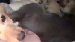 Kedi ve köpek aynı kulübede doğum yaptılar