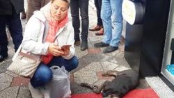 Kocaeli halkı köpeği hayatta tutmak için uğraştı