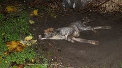 Can çekişen köpek için seferber oldular