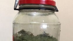Van'da 1 kilo 450 gram esrar ele geçirildi