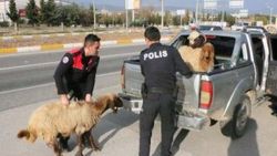 Polis, kamyonetten kaçan koyunları yakaladı