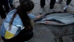 Sarıyer Tarabya sahilinde ölü yunus bulundu
