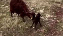 Yavrulayan keçi için yol kapandı