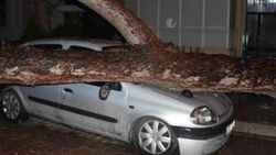 Kökleri yumuşayan çam ağacı devrildi