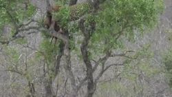 Leoparın avını çalmak isteyen aslan zor anlar yaşadı
