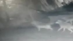 Aç kurtlar köye inip köpekleri yedi