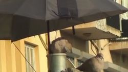 Çifte kumrular hayvanseverleri mutlu etti