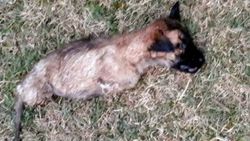 Kütahya’da ayakları kesilmiş yavru köpek bulundu