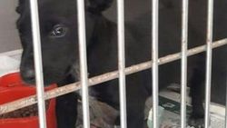 2 aylık yavru köpeğin kulaklarını kesip sokağa attılar