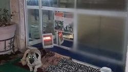 Sokak köpeğine sahip çıkıldı