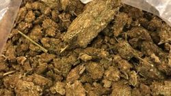 Mersin’de 5 milyon lira değerinde skunk ele geçirildi
