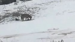 Aç kalan çakal şehre indi