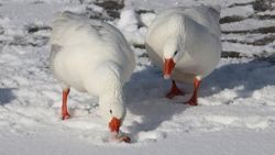 Buz tutan gölde aç kalan kazları hayvanseverler besledi