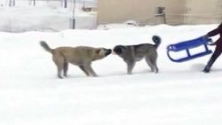 Çocuklar ile köpeklerin kızak kapma yarışı