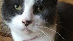 17. yüzyıldan kalma tabloya kedi tırmığı