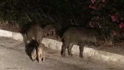 Muğla'da 16 yaşındaki çocuk domuzların saldırısına uğradı
