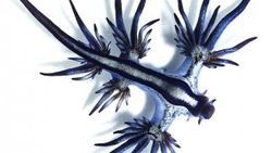 Glaucus atlanticus nedir