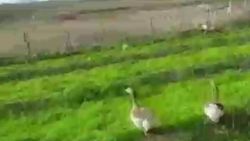 Kazlarını korkuttu diye köpeğini vurdu