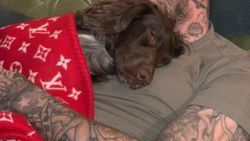 David Beckham’ın köpeğinin battaniyesi 35 bin TL