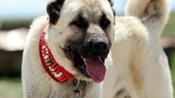 Kangal köpeklerinin yavrularını yemesinin sırrı çözüldü
