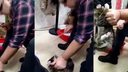 Tekstilci iş adamı kediyi sopayla dövdü