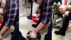 Kediye işkence yapan adam akıl hastanesine sevk edildi