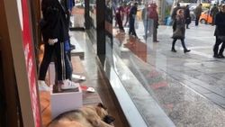 Uyumak için girdiği mağazanın vitrininde ilgi odağı oldu