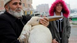 Yaralı pelikana evinde baktı