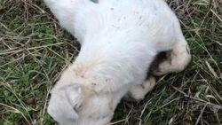 Denizli'de onlarca köpeği katlettiler
