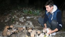 Hatay'da 22 yavru köpek donmaktan kurtarıldı