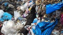 Çöplükte kulakları kesik çok sayıda ölü köpek bulundu