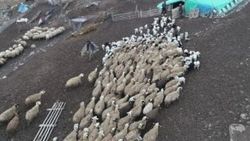 Koyun ve kuzuların buluşma anı