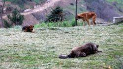 Trabzon’da bir mahallenin başı köpeklerle dertte