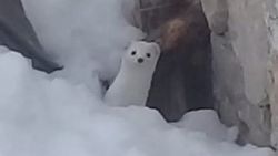 Tunceli'de beyaz gelincik görüntülendi