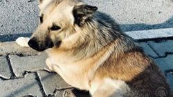 Sahibinin terk ettiği köpek dolmuş durağından ayrılmıyor