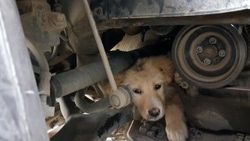 Aracın motor kısmında sıkışan yaramaz köpek