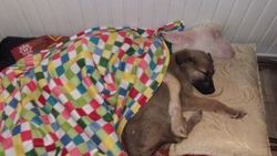 Kuzu ile köpeğin dostluğu yürekleri ısıtıyor
