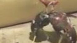 Horoz dövüşüne polis baskını: 3 gözaltı