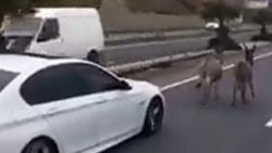 Eşekler kara yolunda araçları birbirine kattı