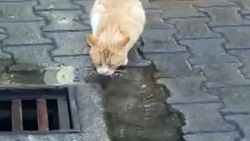 Raylar üzerindeki kedi su içsin diye seferini geciktirdi