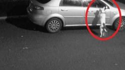 Sahibi tarafından terk edilen köpek yeni evine kavuştu
