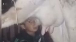 İneğin memesinden süt içen çocuk