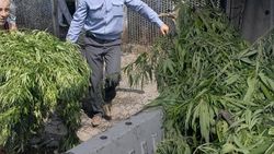 Rusya'da haşhaş yetiştiriciliği yasallaşabilir