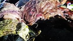 Filipinler'de 40 kilo plastik yutan yavru balina öldü