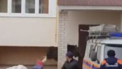 Geyiği kaçırmak için kedi fırlatan adam