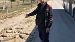 Konya'da yol kenarına atılan 13 ölü köpek yavrusu bulundu