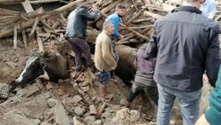 Depremde ahır çöktü, inekler enkaz altında kaldı