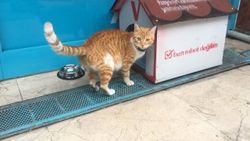 Fenomen kedi market çalışanları tarafından sahiplenildi