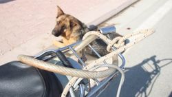 İki çocuk köpeği çalıntı motosikletin arkasına bağladı