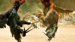 Horoz dövüştüren 34 kişi suçüstü yakalandı